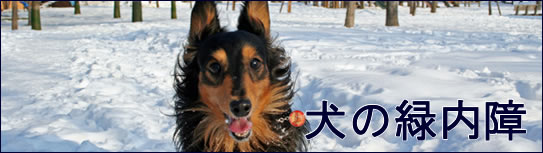 犬の緑内障
