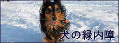 犬の緑内障の原因と予防法について