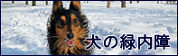 犬の緑内障の症状や原因、治療法